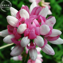 Coronilla Varia Heirloom Bonsai Flowers 50seeds long lasting blooming fl... - £7.06 GBP
