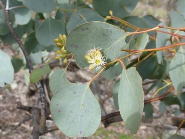 50 Red Box Eucalyptus Seeds Tree Flower Perennial Flowers Seed Fresh Gar... - $9.98