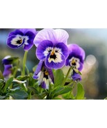 50PCS Mix Colors Violet Seeds Garden Violet Flowers Perennial (MIX Color) - $7.52