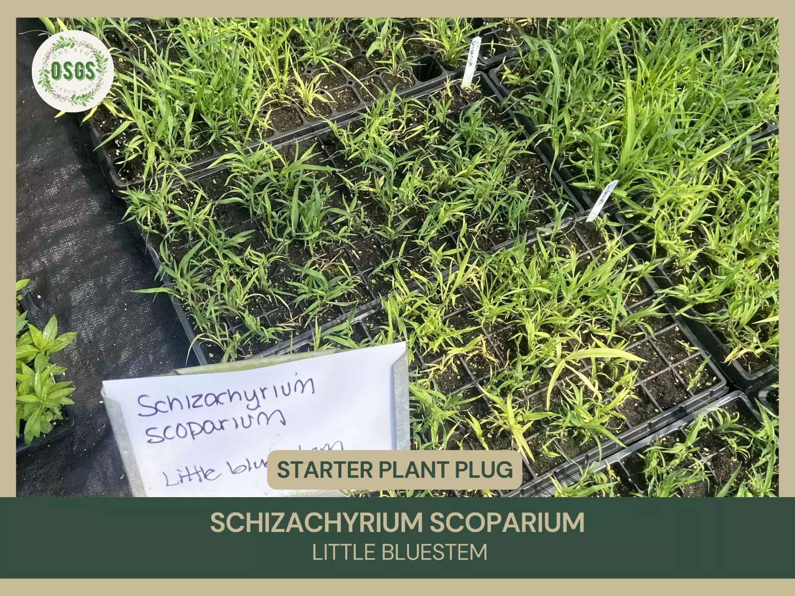 Schizachyrium scoparium | Little Bluestem | Starter Plant Plug | Native ... - $21.25