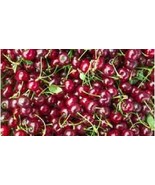 Gypsy sour cherry – Prunus cerasus - 5+ seeds - G 118 - £2.38 GBP