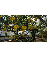 12 Live Vine Clippings GOLDEN TRUMPET VINE Heirloom - Wild Grown Organic - £30.70 GBP