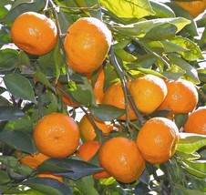 Satsuma Fruit Tree Real Live Plant Citrus 3&quot;6&quot;SEEDLING Mandarin Tangerine Orange - £50.35 GBP