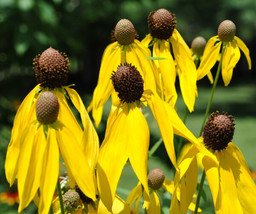 Yellow Prairie Coneflower Seeds 200 Ratibida Us Seller Wildflower - £8.96 GBP