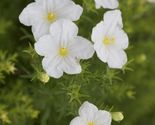 50 Nierembergia White Robe Cup Flower Seeds - $12.98