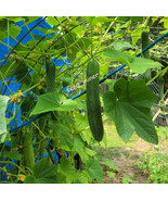 Cucumber English Telegraph Heritage Variety+Free Gift Organic Heirloom N... - €8,74 EUR