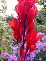 Thjar 5 Seeds Red Canna Lily - $6.99