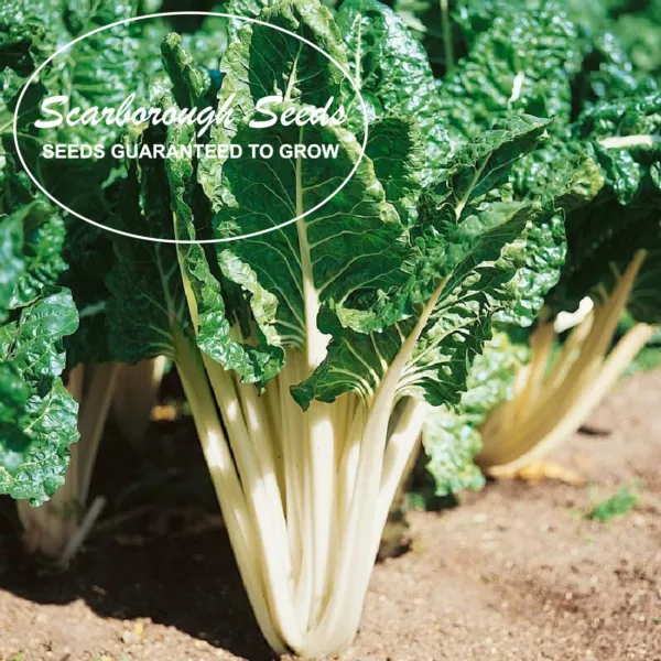 Scarborough Seeds Celery Root (Celeriac) 500 Seeds Non Gmo Garden Seeds - £6.93 GBP