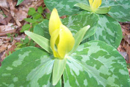 Yellow Trillium 20 bulbs (T. luteum) wildflower image 3