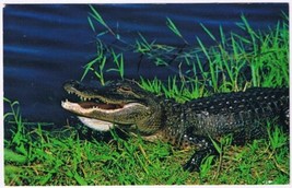 Postcard Florida Alligator Getting Sun In The Everglades - $2.96