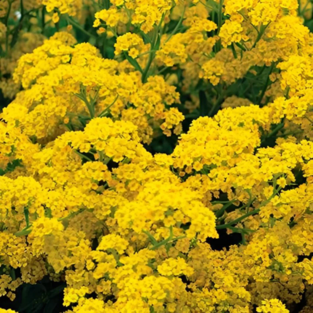 Basket Of Gold Yellow Alyssum 500 Seeds | Tropical Charm - $8.67 CAD