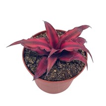 Cryptanthus Bivittatus, 2 inch, Earth Star Bromeliad, starfish plant, Dark Red - £7.28 GBP