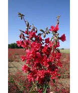 Mountain Garland Dark Salmon Clarkia unguiculata 300 Seeds Free Shipping - $76.02 MXN