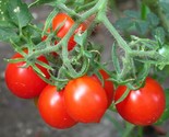 LWK 50 Seeds Riesentraube Tomato Tomatoe Vegetable Easy Grow - $13.32