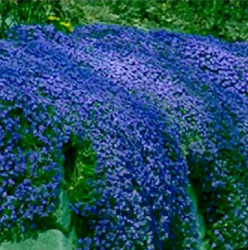 Duchess Peony Dark Blue Aster Flower 100 + Pure Seeds Usa Garden - £6.25 GBP