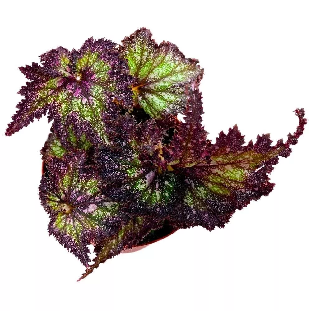 Star Dragon Begonia Rex 6 in Purple with Green Spotty Jagged Leaf - $62.64