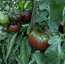 Guashi Store 60 Seeds Russian Black Krim Tomato Seeds Non Gmo Organic Heirloom F - £7.04 GBP