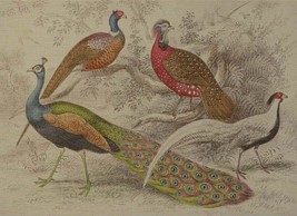 Wall Art Print 19th C Peacock Inspired by a Hand-Colored Peacocks 65x47 47x65 - £565.79 GBP