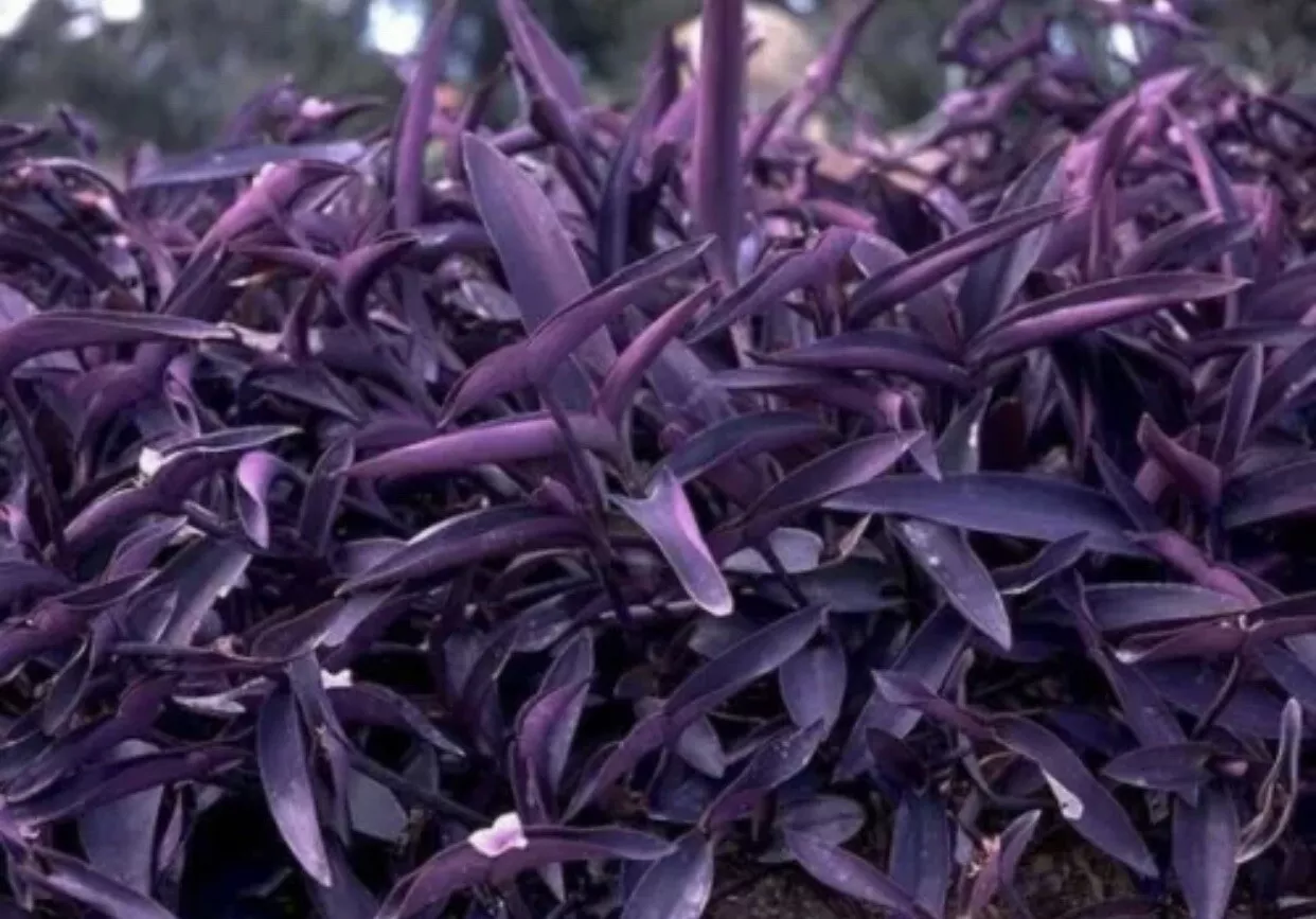 5 Organic Purple Heart Wandering Jew Cuttings Tradescantia Pallida Purpurea - $18.90