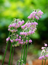 NODDING ONION SEEDS Allium cernuum 200 Seeds for Planting - Perennial Wildflower - £13.43 GBP