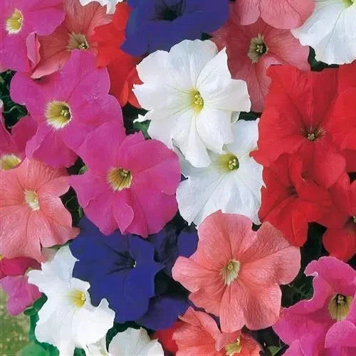 Petunia, Dreams mix, 25 pelleted seed - $9.28
