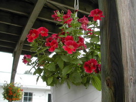 100 Twinkle Red Monkey Flower Mimulus Seeds USA Fast Shipping - $18.00