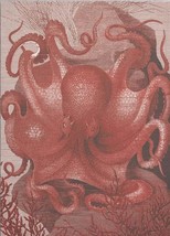 Wall Art Print 19th C Octopus in the Sea 47x65 65x47 White Coral Pink - £569.78 GBP