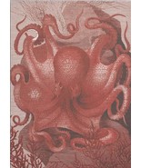 Wall Art Print 19th C Octopus in the Sea 47x65 65x47 White Coral Pink - £565.58 GBP