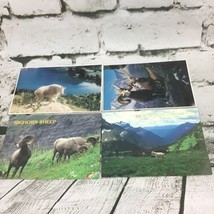 Mountain Goat Postcards Lot Of 4 Collectible Nature Wildlife Photos Travel  - $9.89