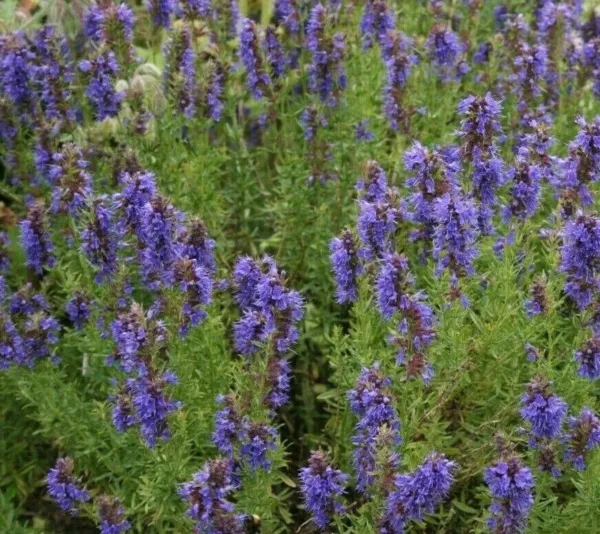 500+ Hyssop Seeds Perennial Fresh Harvest Hyssopus Officinalis Flower Garden - £3.01 GBP