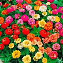 Zinnia    Thumbelina Mix, 100  , Heirloom, Open Pollinated,  From US - £6.14 GBP