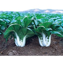 500 Canton Pak Choi Cabbage Seeds Fresh Gardening - $13.27 CAD