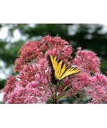SHIPPED FROM US 1400 Sweet Joe Pye Weed A butterfly favorite Seeds, ZG09 - £17.81 GBP