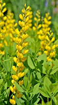 Yellow Indigo 100 Seeds, Baptisia Sphaeracarpa From US - £6.94 GBP