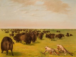 George Catlin Buffalo Herd Grazing available as Giclee Art Print + Ships Free - £30.50 GBP+