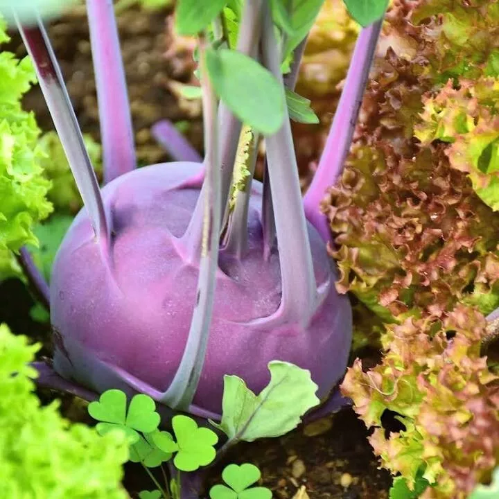 300+ Kohlrabi Purple Vienna Seeds Vegetable Heirloom NON-GMO - £5.55 GBP