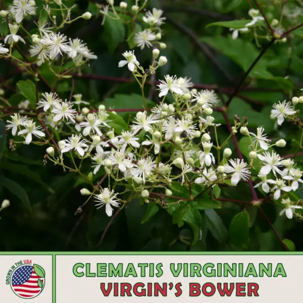 100 Virgin'S Bower Seeds Clematis Virginiana Native Perennial Wildflower - £9.93 GBP