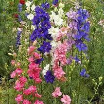 IMPERIAL ROCKET LARKSPUR SEED MIX Delphinium consolida 500 Seeds for Pla... - $17.00