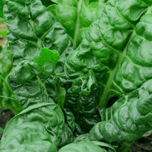 Perpetual Spinach Swiss Chard Seeds, NON-GMO, Salad Greens, FREE SHIPPING - $1.97+