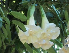 US Seller 10 Double White Angel Trumpet Seeds Flower Fragrant - £8.83 GBP
