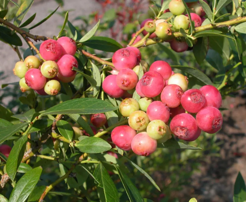 Blueberry &#39;Pink Lemonade&#39; Vaccinium (Rabbiteye) 7-10 inches tall - $25.17