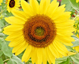 50 Seeds Lemon Queen Sunflower Seeds Native Wildflower Branching Summer ... - $8.99