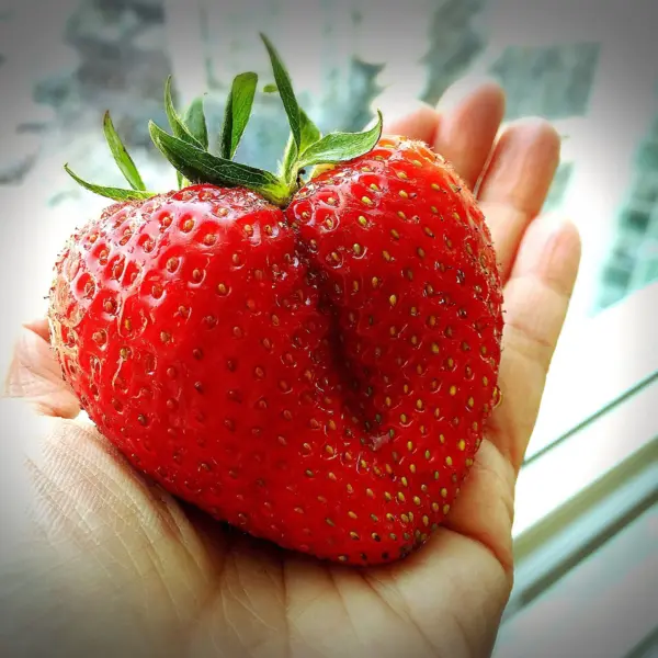 15 Giant Strawberry Fragaria Junebearing Huge Red Berry Fruit White Flower Seeds - £7.51 GBP