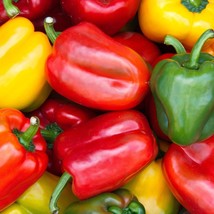 KKG California Wonder Sweet Bell High Yield Fresh Garden - $7.89