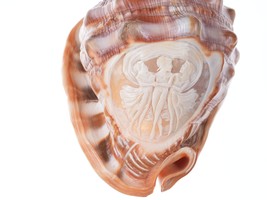 Large Vintage Carved Cameo Conch Shell - £256.60 GBP