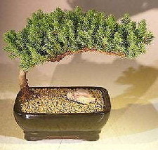 &quot;Juniper Bonsai Tree - Medium(Juniper Procumbens &quot;&quot;nana&quot;&quot;)&quot; - £52.21 GBP