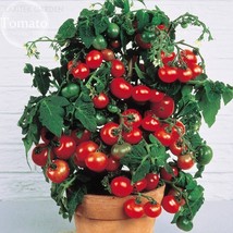 Tomato Seeds Kellogg S Breakfast Heirloom Vegetable Non-Gmo Garden USA SELLER - £10.50 GBP