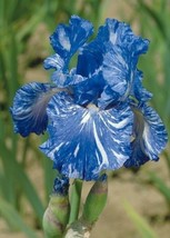 LimaJa Bearded Iris Flower Blue White Garden Plants 25 Fresh Authentic Seeds - £4.79 GBP