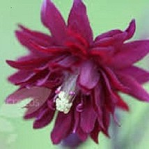 25 Ruby Port Columbine Aquilegia Perennial Flower Seeds Gardening Fresh ... - £12.34 GBP