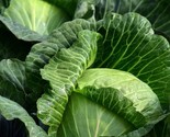250 Seeds Golden Acre Cabbage Seeds Heirloom Non Gmo Fresh Fast Shipping - $8.99